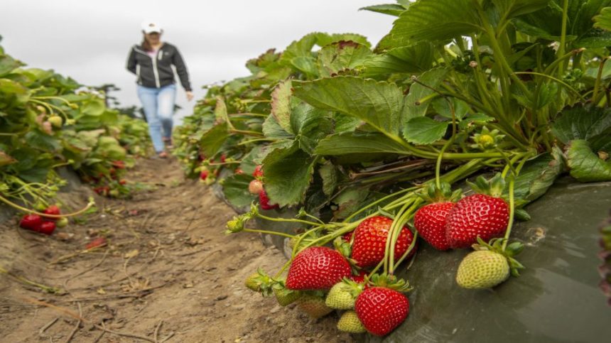 Comprehensive Crop Care the Focus of 2020 Ag Innovations Conference