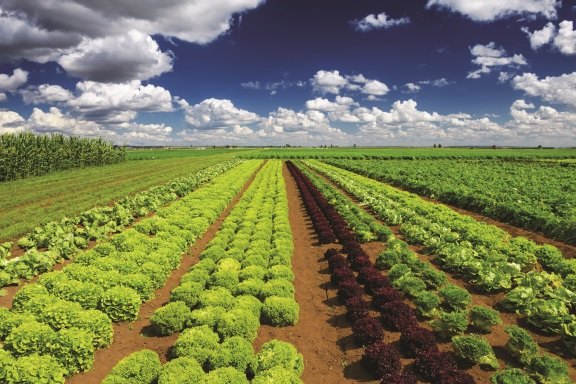 seed innovations
