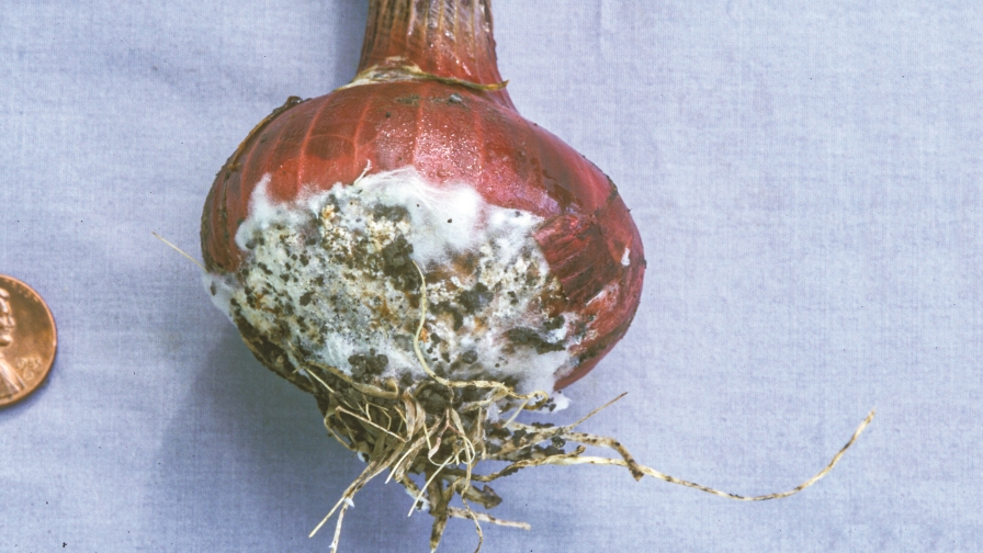 Onion White Rot on bulb Photo by Koike_ FEATURE