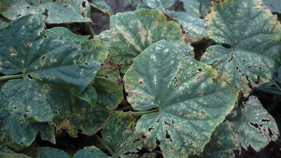 Angular leaf spot symptoms