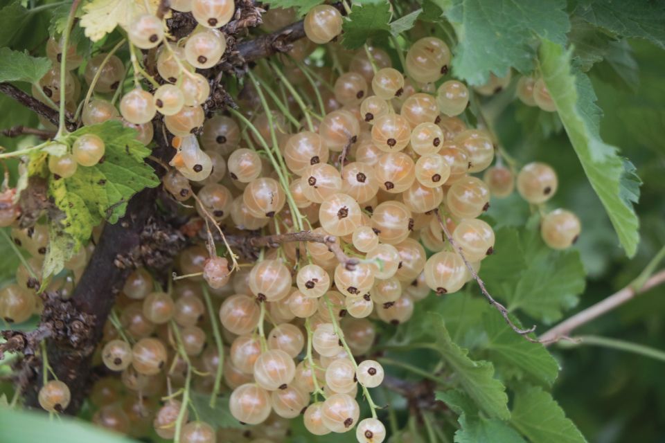 currants