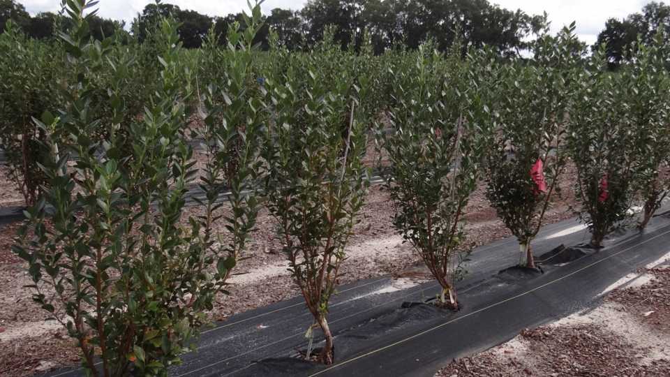 Produce plant seedlings of trees and shrubs