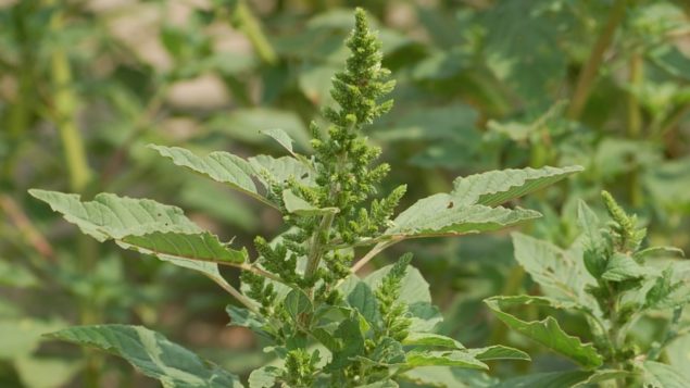 Field Scouting Guide: Pigweed - Growing Produce