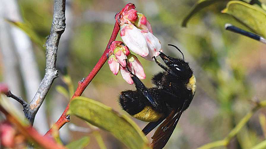 Bumble bee on blueberry bloom