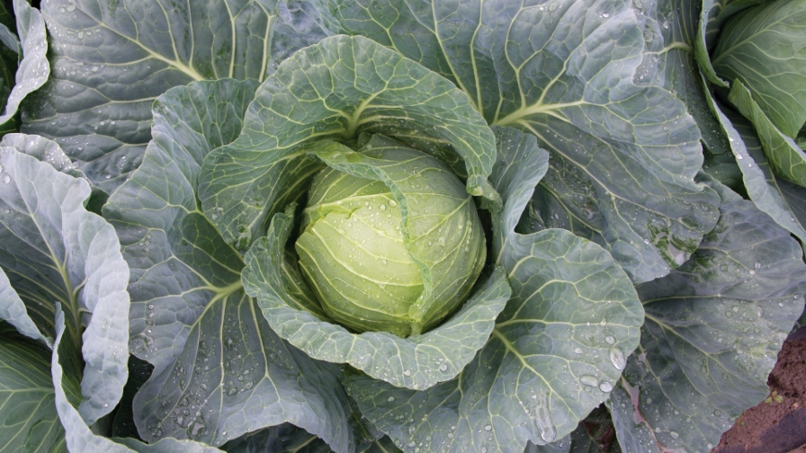 9 Top Cabbage Varieties for 2019 Growing Produce