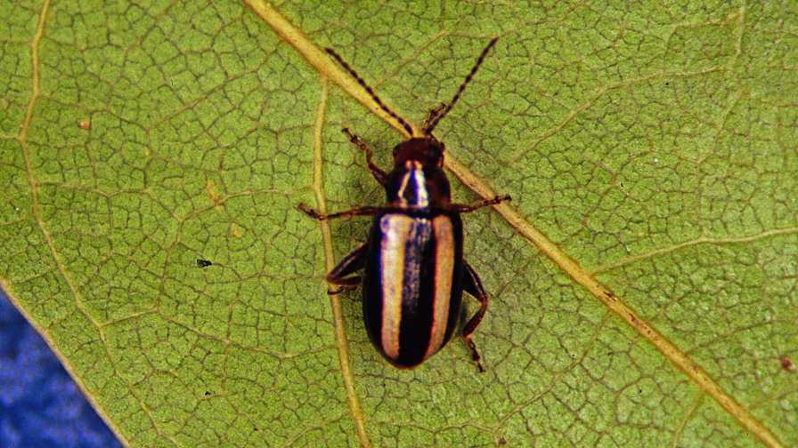 Palestriped flea beetle on a leaf