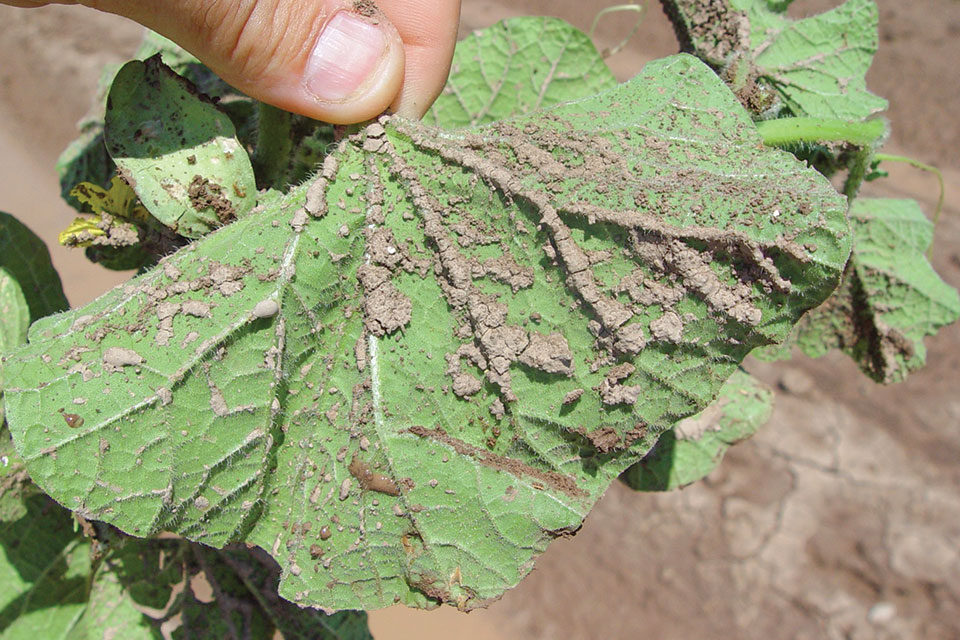 Muddy cantaloupe leaf with dead whitefly larvae