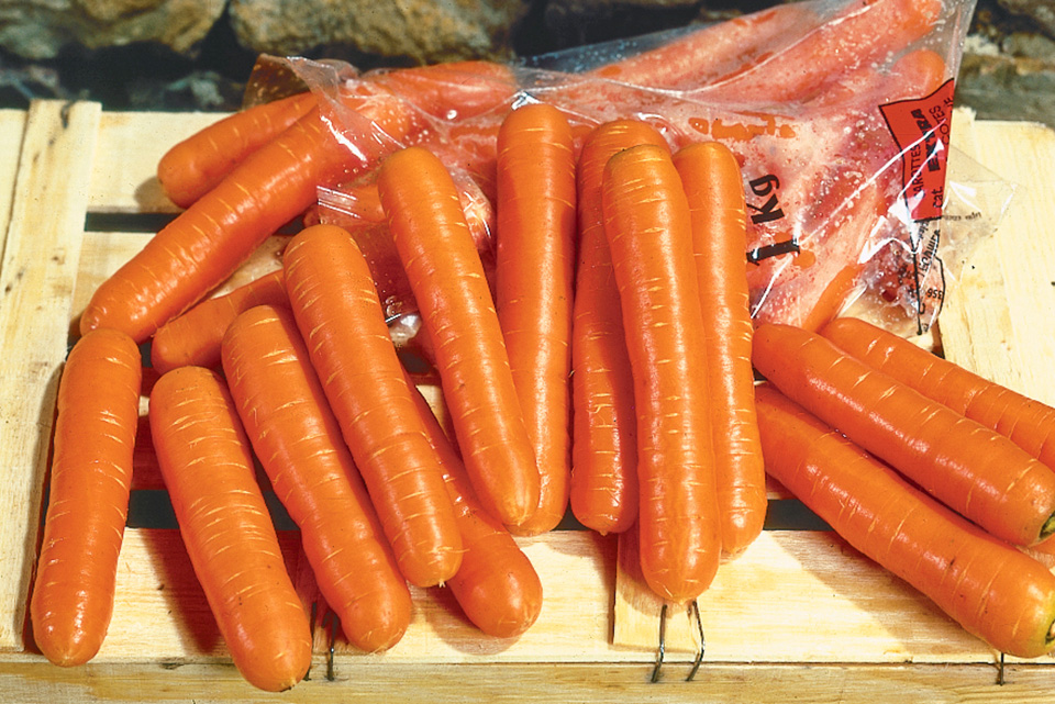 Bolero carrot variety