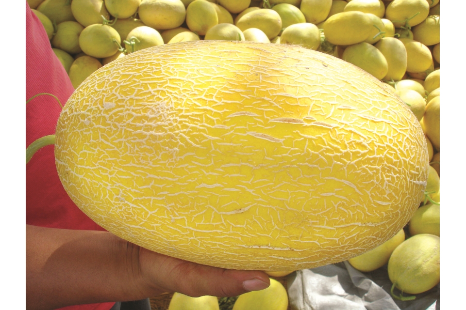 _Golden Hami melon from Golden Valley Seed Growing Produce