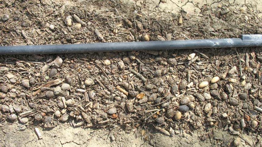 Navel Orangeworm Plague Might be Growing Out of Control