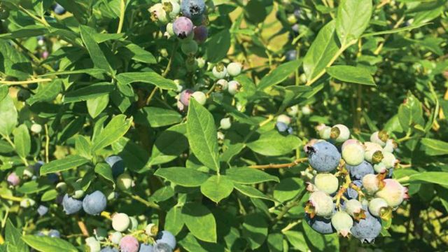 Get a Look at New and Existing Florida Blueberry Varieties - Growing ...