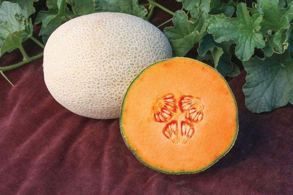 18 Cantaloupe and Other Melon Varieties Breeders Are Excited About