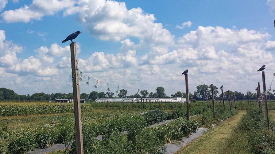 Crows in a fruit orchard