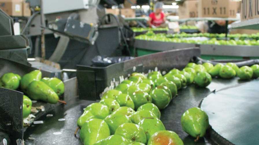 fruit packing line