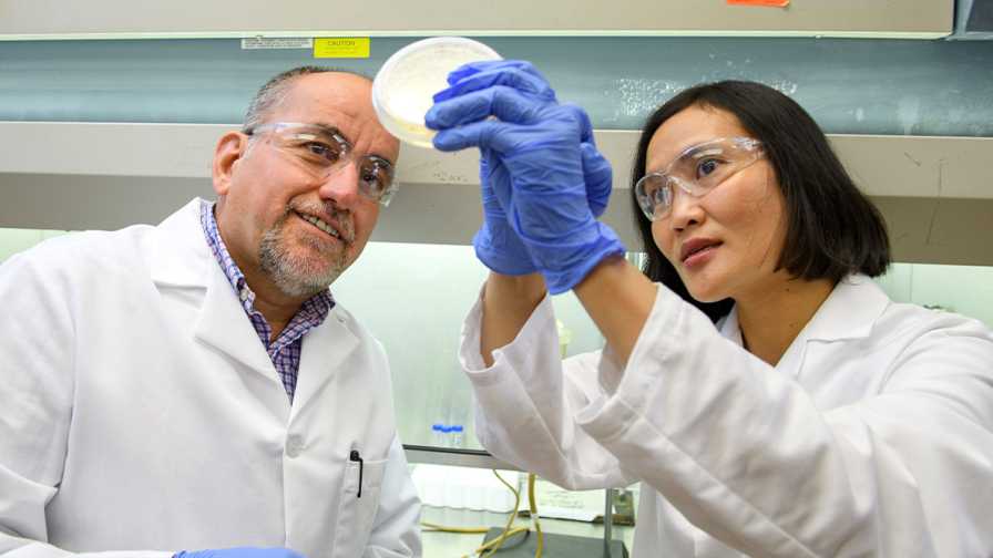 WSU scientists examine culture sample in lab