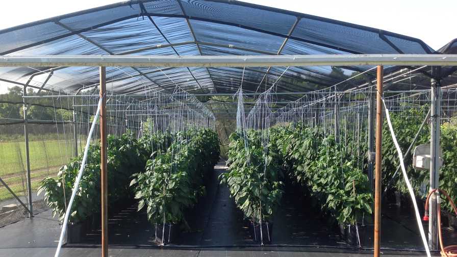 Bell peppers growing under shade structure in Florida