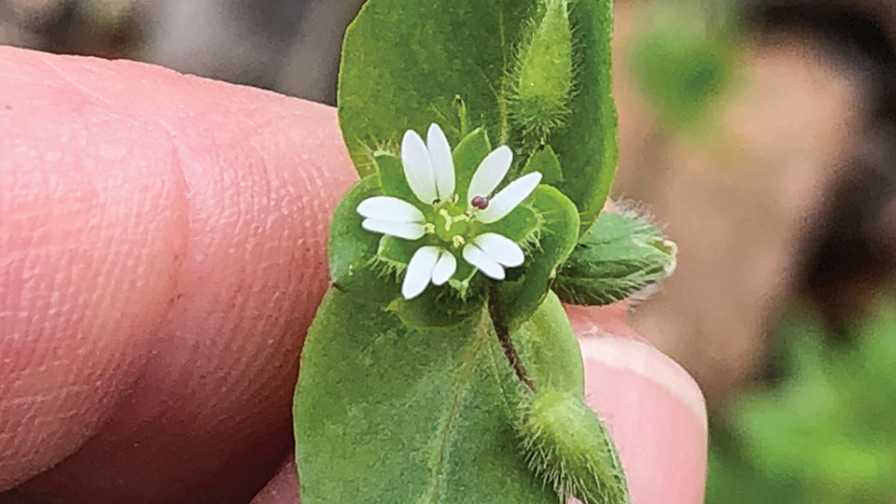 Common chickweed in bloom