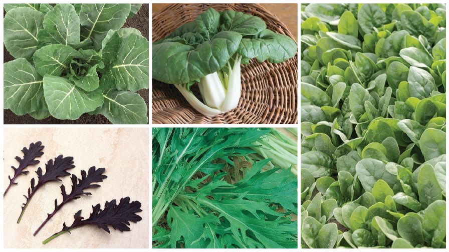 10 Leafy Green Varieties to Add to Your Crop Profile Growing Produce