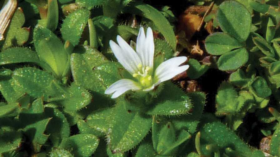 Mouse ear chickweed flower