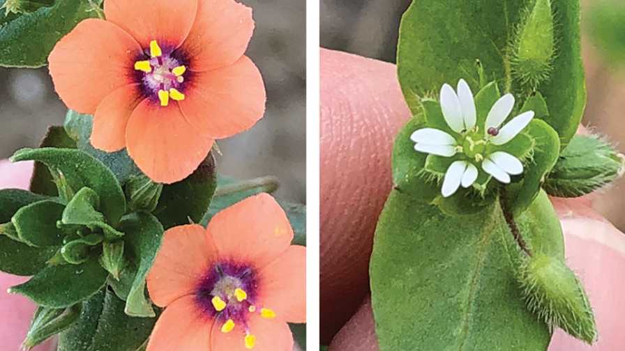 Scarlet pimpernel and common chickweed side by side