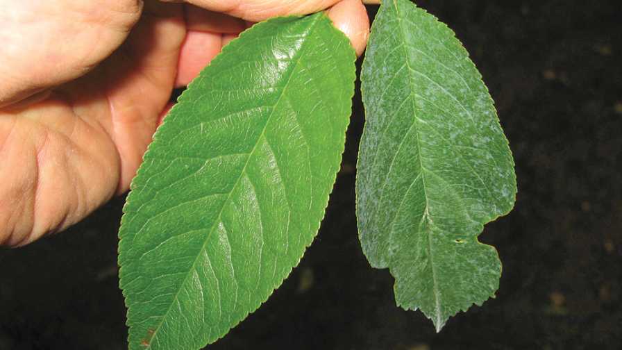 Prune dwarf virus symptoms on cherry leaves