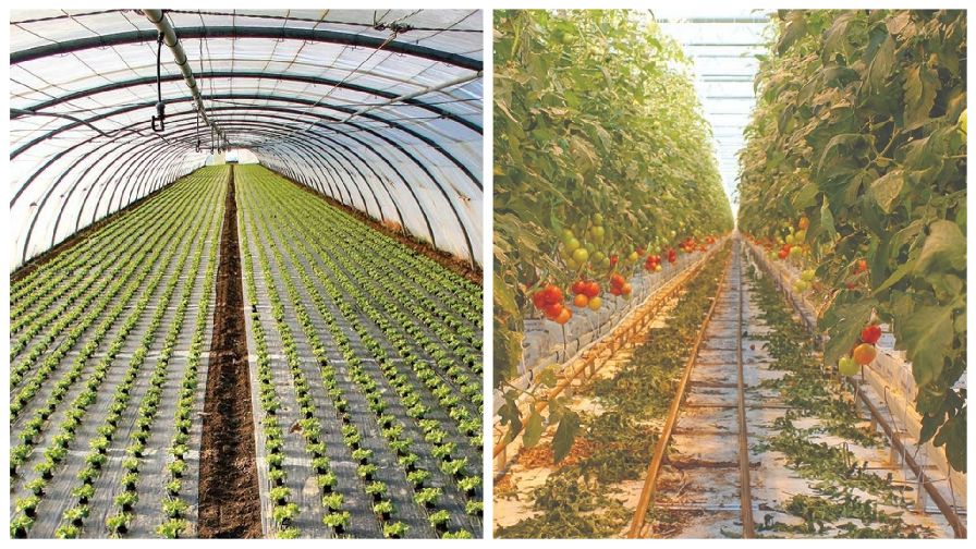 hoop house versus greenhouse