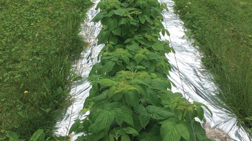 Can Mulch Protect Raspberries from Spotted Wing Drosophila? - Growing ...