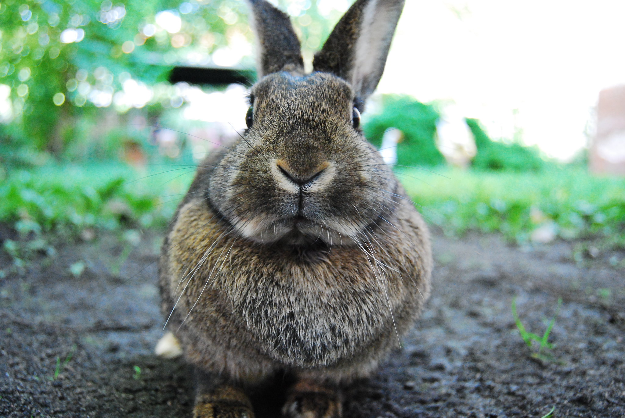 rabbit or bunny free image