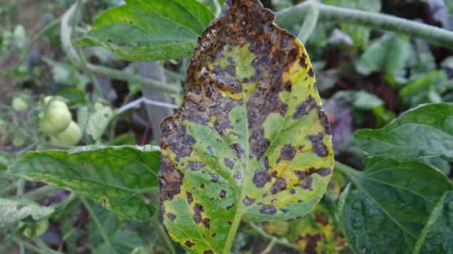 Select the Right Fungicide to Protect Your Potatoes - Growing Produce