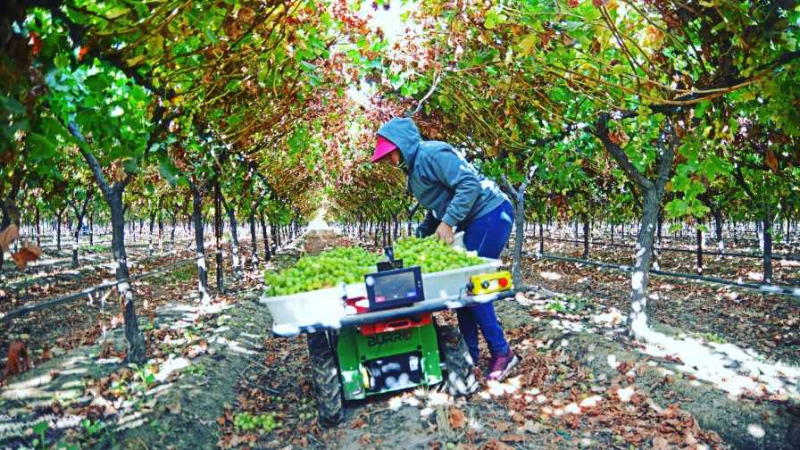 Augean Robotics' Burro at work in a vineyard