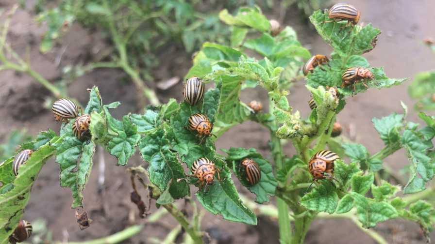 colorado potato beetles
