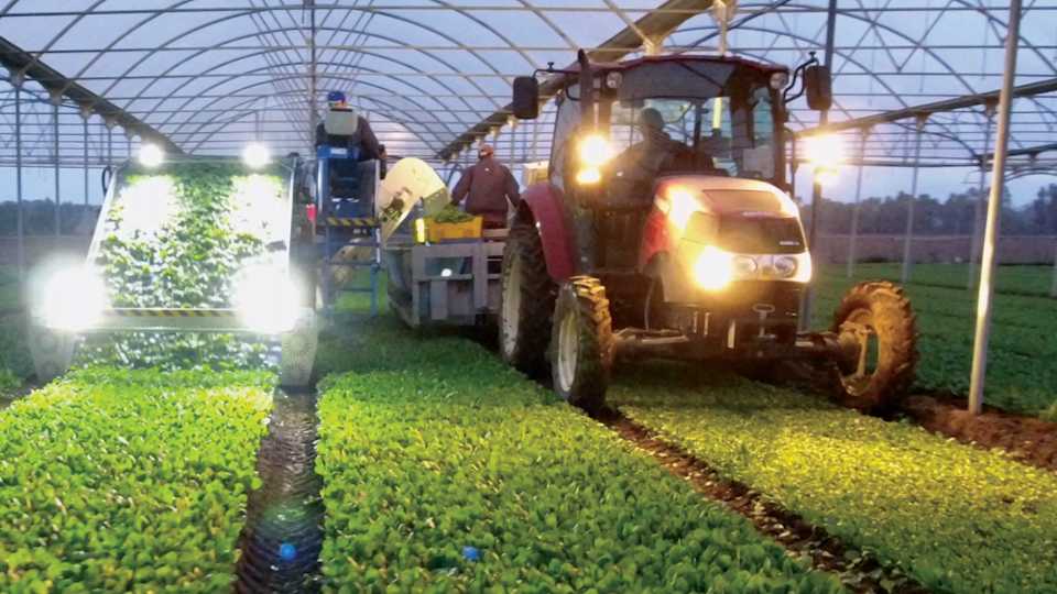 Gemini harvester working to pick up baby leaf greens inside high tunnel