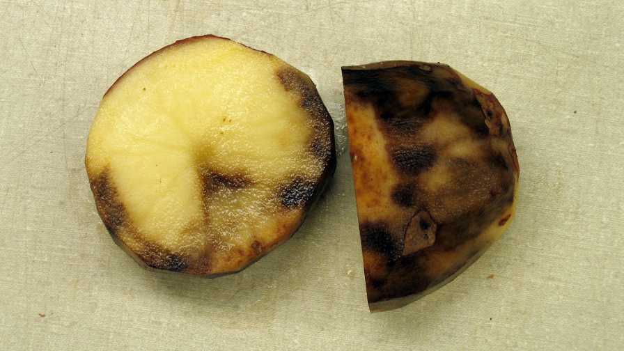 Late blight symptoms on potato