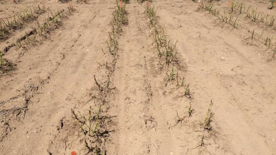 Potato plant leaves left stripped by Colorado potato beetle