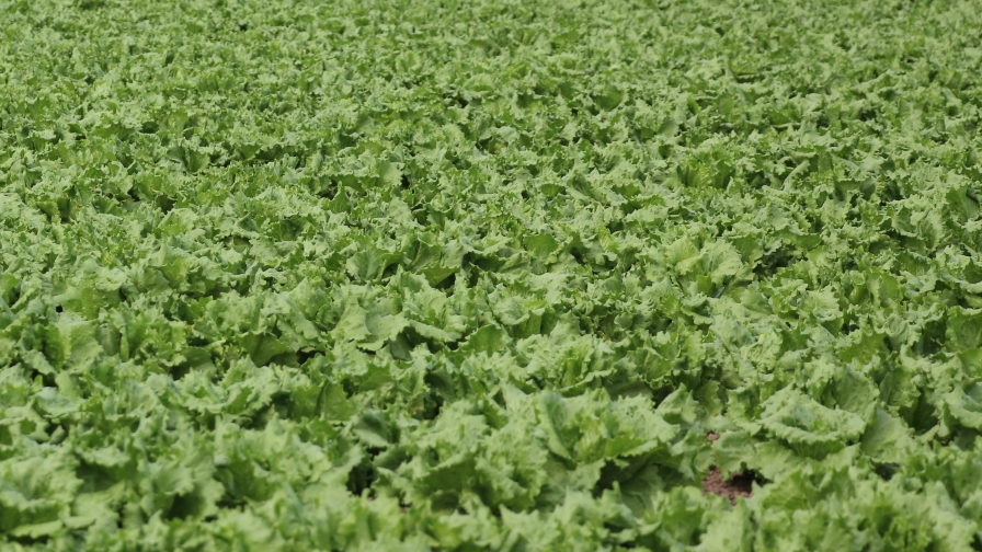 Romaine in the field