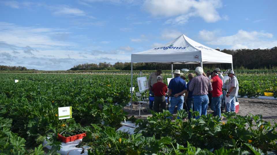 6 New Vegetable Selections Bred For Southern Comfort Growing Produce