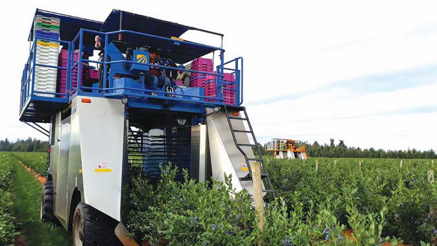 Machine harvesting blueberries