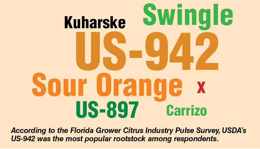 Florida citrus rootstock infographic