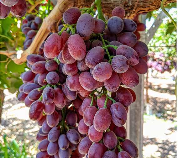 famed-grape-breeder-play-smart-and-win-growing-produce