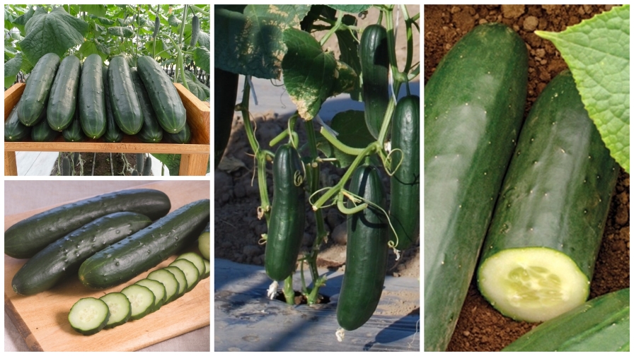 10 Leafy Green Varieties You'll Want to Grow Growing Produce