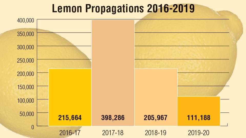 What's up With Growing Lemons in Florida? Growing Produce