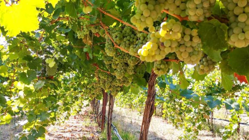 How Heat Waves Impact Wine Grapes - Growing Produce