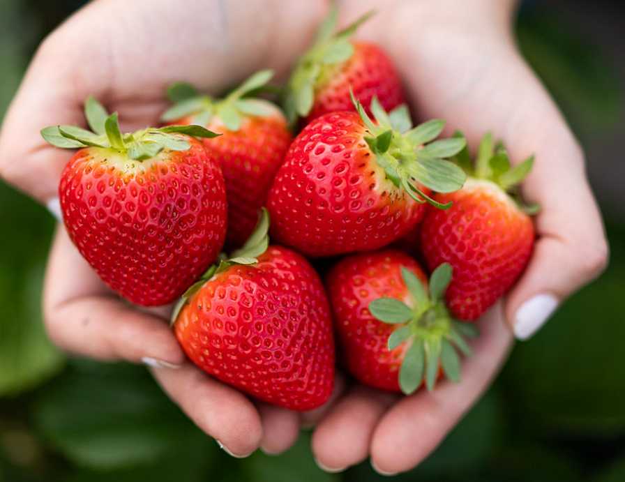 Make Way for First White Strawberry in the U.S. - Growing Produce