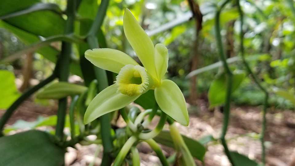 Vanilla plant bloom