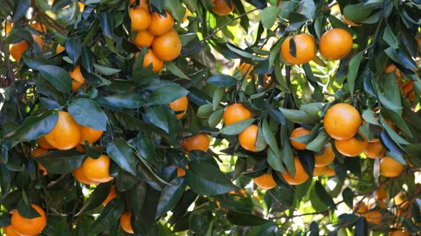 What's up With the New 'Orri' Mandarin Orange? - Growing Produce