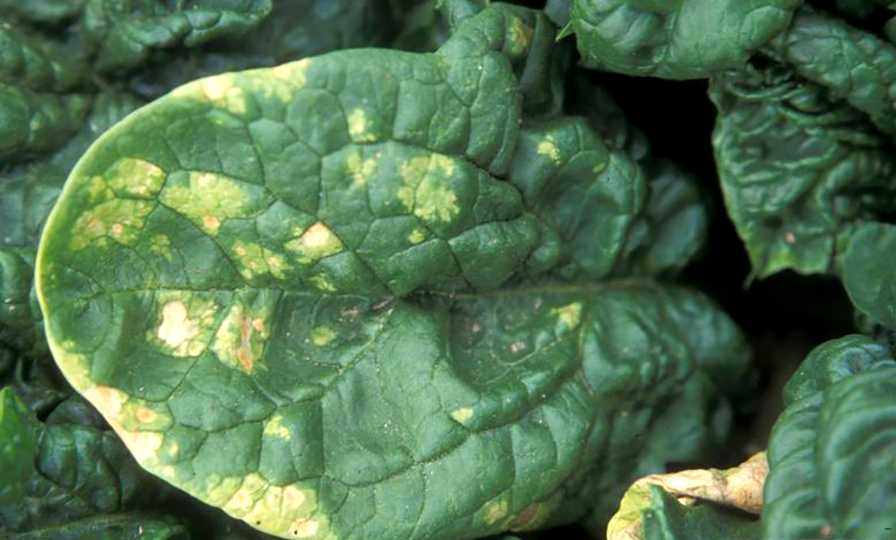 Downy mildew of spinach