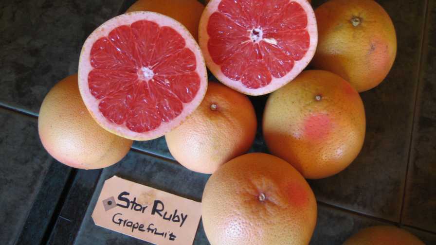 What You Should Know About the ‘Star Ruby’ Grapefruit Growing Produce