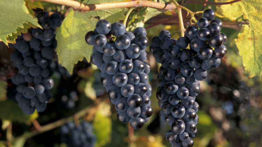 Learn Tricks of the Trade in Cold Climate Grape Growing - Growing Produce
