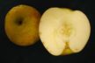 Can Abscisic Acid Help Mitigate Bitter Pit in ‘Honeycrisp’ Apples ...