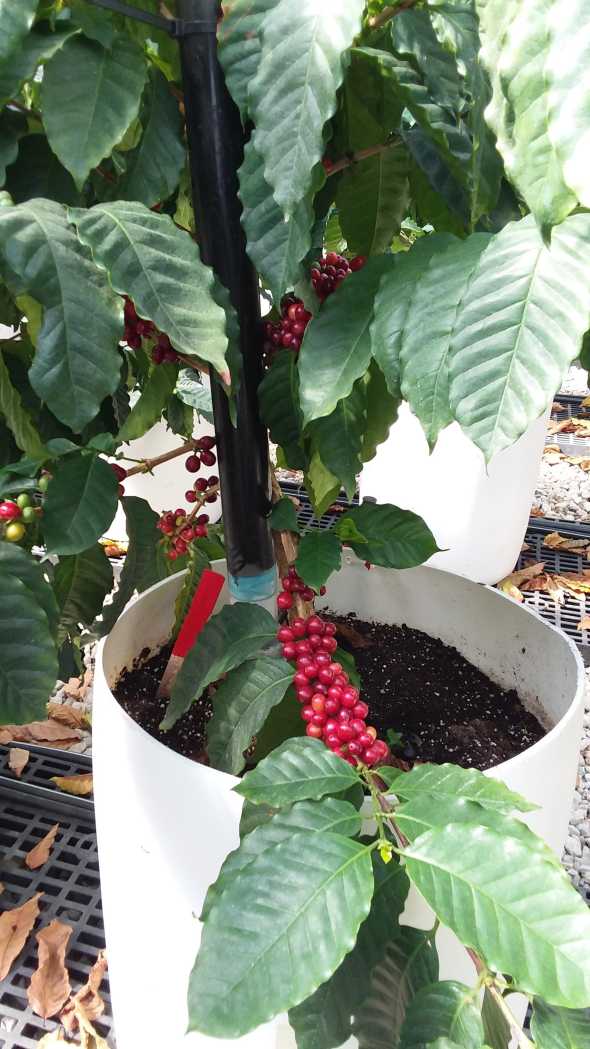 Coffee beans growing in Florida greenhouse